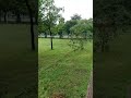 "just green vibes🌿🌳☘️"#shortsvideo#rainyseason#monsoon#viral#