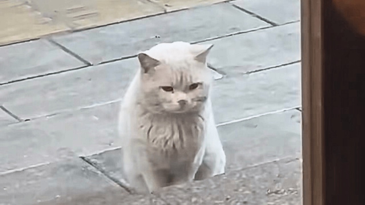 Увидев у входа в ресторан красивую одинокую бездомную кошку, я подумал лишь об одном — дать ей дом.