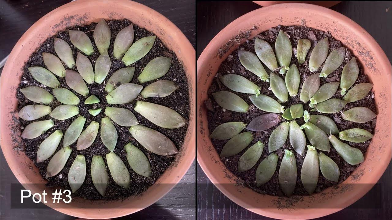Succulent leaf propagation using Graptosedum California Sunset + 1 month update! Succulent leaf propagation using Graptosedum California Sunset + 1 month update!