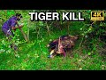 Tiger killing         parambikulam trekking 4k