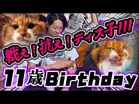 【祭】三毛猫ディス子ｯｯ！11歳ｲｨｯｯ‼【病状経過ご報告】