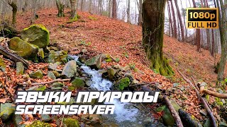 Живая природа - Ручей | Осень | Звуки природы | Звуки ручья | Шум воды | Релаксация | Заставка ТВ