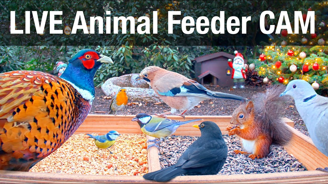 LIVE 4K Wild Animal & Bird Feeder Cam - Hedgehog & Bird Watching