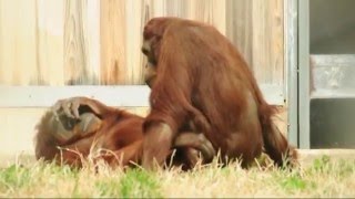 Orangutan Porn - YouTube