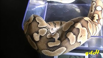 lesser and bumblebee ball python as babies and adults