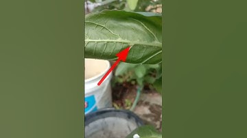 Gejala serangan tungau pada cabe