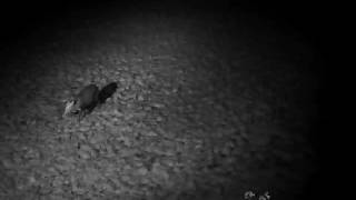 Two Muntjacs And A Fox Eating The Hedgehogs Peanuts.