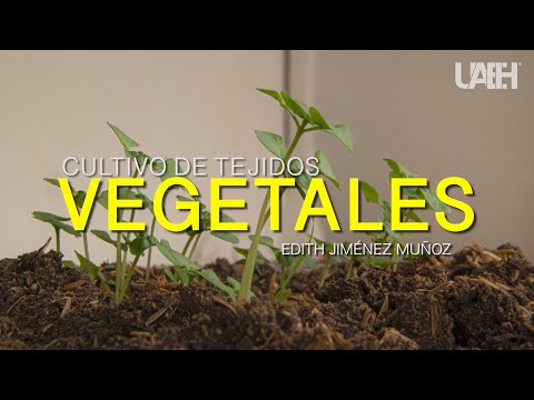 Video: ¿Es la propagación vegetativa del cultivo de tejidos?
