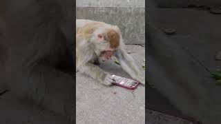 Monkey Viral Video