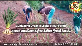 Organic Leeks Cultivation At Our Farms අපග ගවපළ කබනක ලකස වගව. Mahagedara Organics