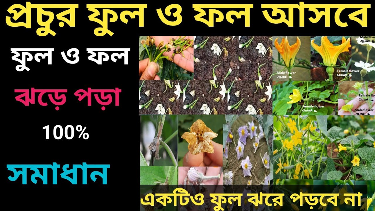 ফুল ও ফল একটিও ঝরে পড়বে না একটি মাত্র স্প্রে করুন//প্রচুর ফুল ও ফল আসবে 100%💯❤🙏