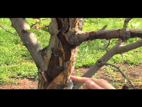 Video: Burrknot Of Trees - Bantuan Untuk Pokok Dengan Gejala Burrknot