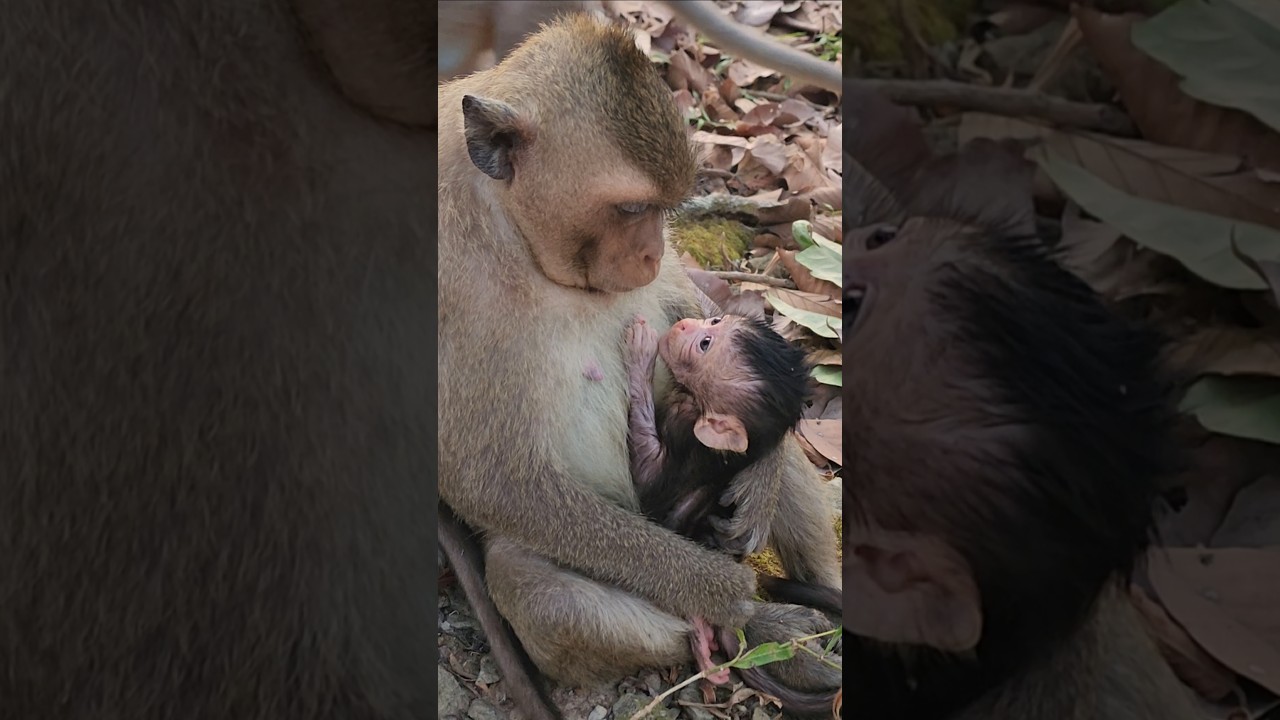 Gorgeous adorable lovely wild baby monkey fantastic Avery 