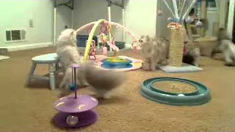 Video 481891: silver tabby persian kitten, kitten cute persian tabby, tabby kitten playing, cute black persian kitten, kitten first