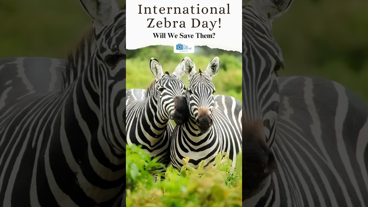 International Zebra Day | Will We Save Them.?