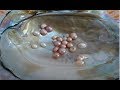 Abrindo Ostra com Perolas, olha a surpresa / oyster with pearl