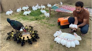 Rabbit na itne Ziada  Babies adopted Kar Liy 🐰Rabbit farming in Colony System 🐇Ducklings eating 