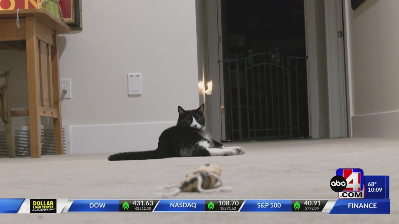 Cat missing for over a year returns home after being adopted out to ...