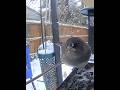 Dark eyed junco finally made it to the feeder. #birds #junco #snowbird