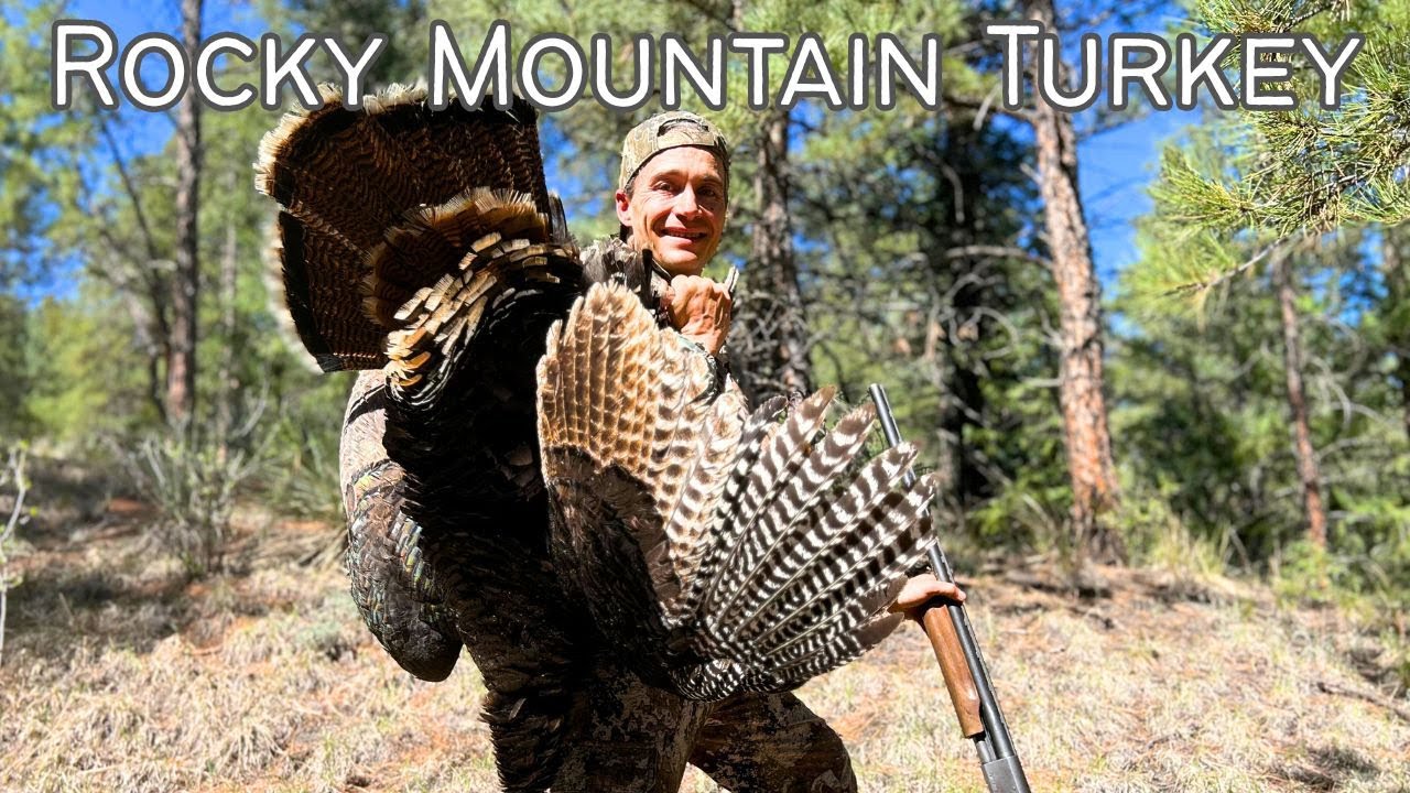 "Spring Turkey Hunt in the Colorado Rockies | Mountain Gobbler Adventure!"