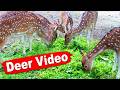 Peaceful Deer Video 🦌 | Spotted Deer Beautiful Nature & Animal Video #deer