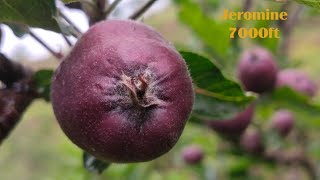 jeromine !! on seedling !! asl. 7000f.