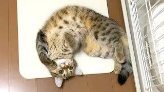 珪藻土が気持ち良くてスリスリが止まらない子猫！
