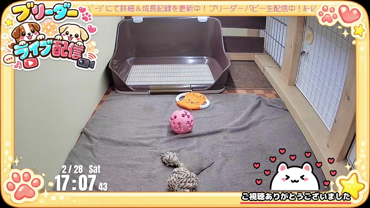 【成長 生配信】トイプードル 子犬 45日齢 【2026/2/28】