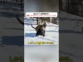 命を懸けた獲物争奪戦！ 勝者となるのはヒグマか、それともトラか？ #ヒグマ #シベリアトラ #野生動物 #大自然 #動物の世界