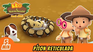 A Píton Reticulada Leo, O Guarda Florestal Minisode Animação