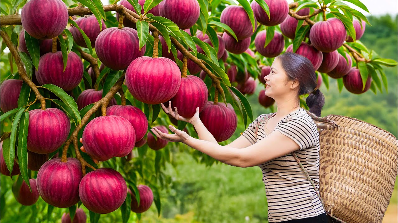 Ancient Village Life: Harvesting Purple Plums & Making Plum Syrup the Traditional Way