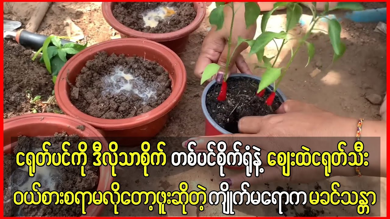 ငရုတ်ပင်ကို ဒီနည်းနဲ့သာစိုက် တစ်ပင်စိုက်ထားရုံနဲ့ဈေးထဲဝယ်စားစရာမလိုတော့ဖူးဆိုတဲ့ မခင်သန္တာ