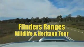 Flinders Ranges Wildlife And Heritage Tour