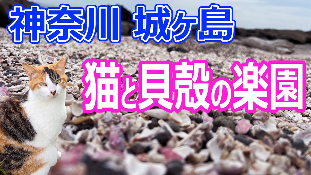 【神奈川 城ヶ島】猫と貝殻の楽園
