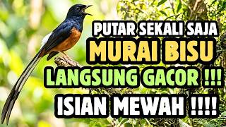 Masteran murai batu full isian tembakan 3 Jam Full Bikin Burungmu Gacor !!