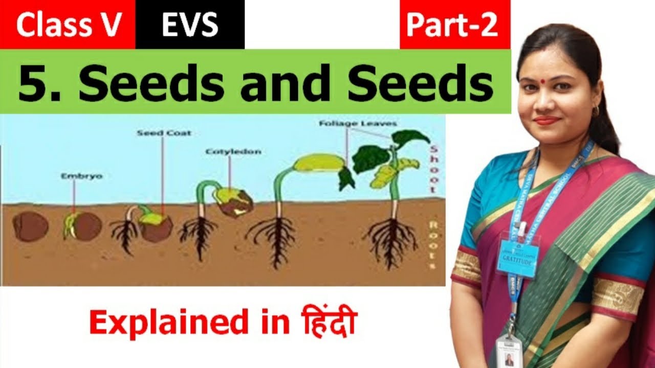 Seeds And Seeds Part 2 ह द Explanation Ncert Class 5 Evs Chapter 5 Cbse Class 5 Evs Youtube