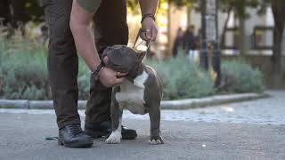 PERFECT AMERICAN BULLY POCKET FOR SALE 5 MONTHS OLD
