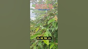 Kẹt tiền bán mảnh vườn đẹp 2350m2 cạnh nhựa Bình Lộc Tín Nghĩa thuộc Phường Bình Lộc ( Long Khánh)