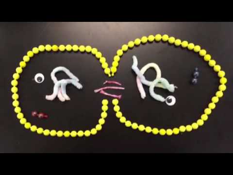 Mitosis and Meiosis Stop Motion Video - YouTube