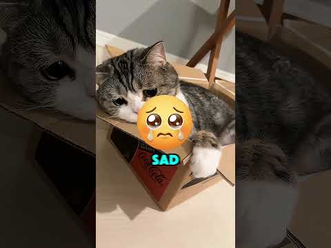 Putting Cat Food under a Microscope 🔬 #viral #funny by Some Logics