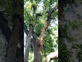 Giant Tropical Forest Trees & Birds Singing 🌿 Relaxing Nature Sounds #shorts #naturesounds #peaceful