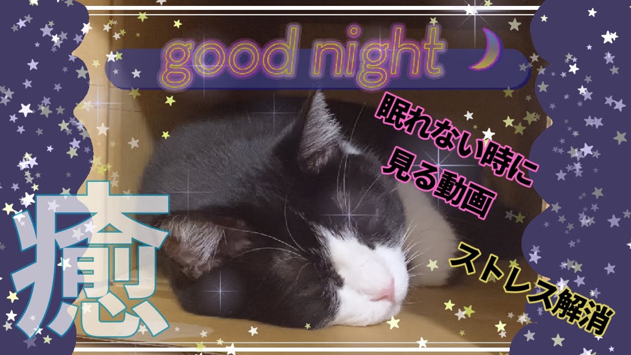 【睡眠動画】癒し&ストレス解消 寝付けない方の為のハチワレがウトウト眠るだけの映像 inダンボール - YouTube
