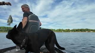 🎣 First 80° Day in Michigan! Crappie Fishing Action + Bald Eagle Catches a Fish! 🦅
