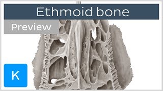 Ethmoid bone: markings and articulations (preview) - Human Anatomy | Kenhub