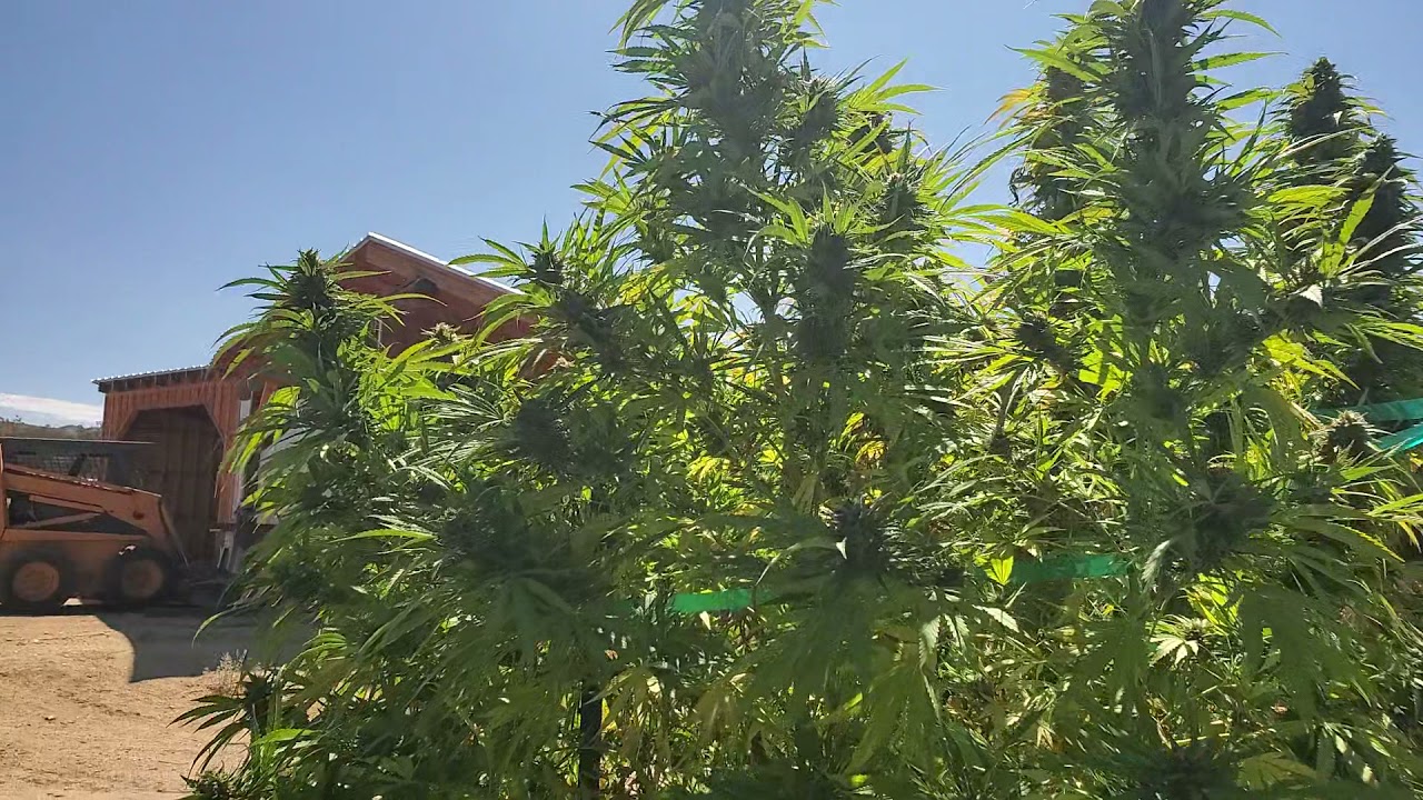 100 gallon grow bags 