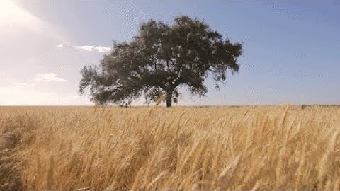 سورة الأنفال - وَمَا كَانَ اللَّهُ مُعَذِّبَهُمْ وَهُمْ يَسْتَغْفِرُونَ