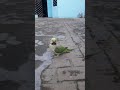cute parrot 🦜#love subscribe please 🥺