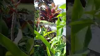 Download Lagu Semoga Takdir Kita Ada_ Aprilian ft Fany Zee. #slowrock MP3