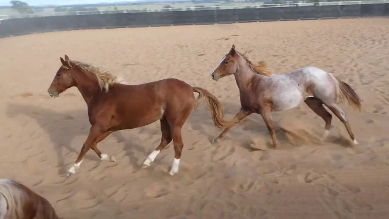 NEILSEN CUTTING HORSES 2020 Yearlings 2 YouTube