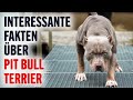 INTERESSANTE FAKTEN ÜBER PIT BULL TERRIER, HUNDE VIDEOS | Tierwelt